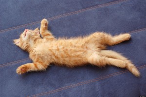 back sleepers mattress