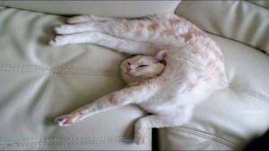 combination sleepers mattress